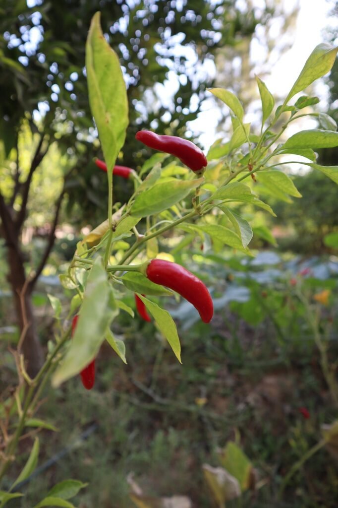 chilli, food, plant, huerta, vegetables, spicy, chili, pepper, power, red, nature, green, habanero, chilli peppers, peppers, colour, cultivation, cultivate, sustainable